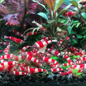 Pure Crystal Red Shrimp