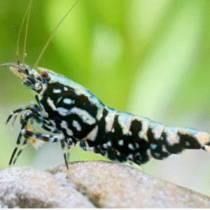 Black Galaxy Fishbone