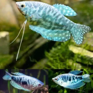 Opaline Gourami 5cm