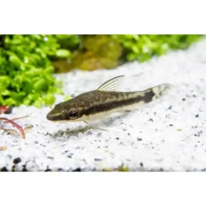 Otocinclus 3cm