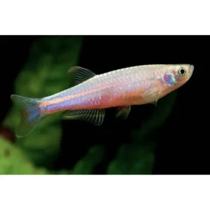 Pearl Danio 3cm