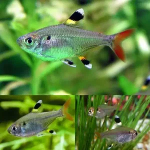 Pristella Tetra 3cm