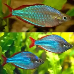 Neon Rainbow (Melanotaenia praecox) 2-3cm