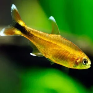 Silver Tip Tetra 3cm