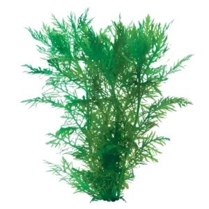 Hygrophila Difformis Wisteria