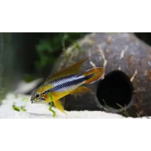 Apistogramma Agassizii White Seam 3/4cm