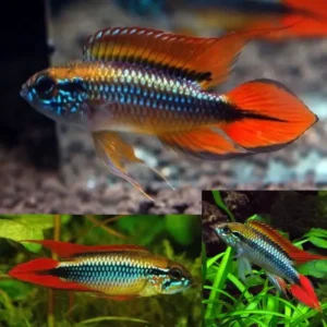 Apistogramma Agassizii Double Red 3-3.5cm