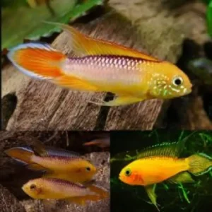 Apistogramma Fire Gold