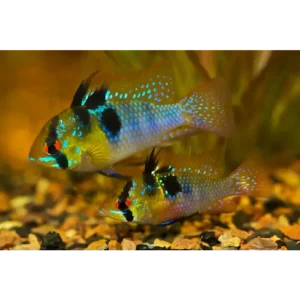 German Blue Ram 3/3.5cm