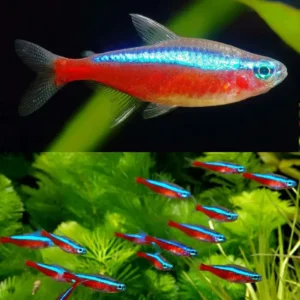 Cardinal Tetra 2.5cm bright neon blue and red schooling fish