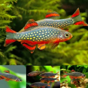 Celestial Pearl Danio