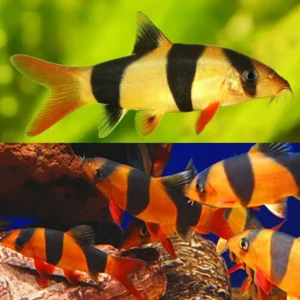 Clown Loach 9/10cm