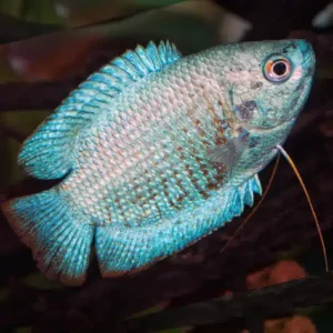 Coral Blue Dwarf Gourami