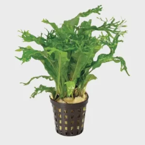 Crested Java Fern (Micro Pteropus) - Medium