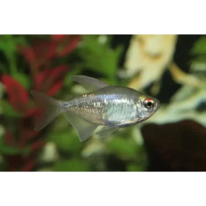 Diamond Tetras 3-3.5cm