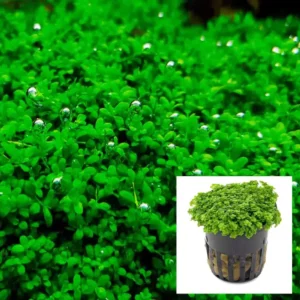 Hemianthus callitrichoides HC Cuba 'Baby Tears HC'