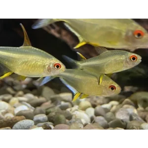 Lemon Tetras 3.5-4cm