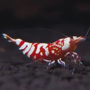 Red Galaxy Tiger Shrimp