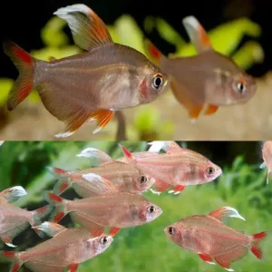 White Fin Ornate Tetra 3-4cm