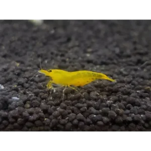 Yellow King Kong Shrimp