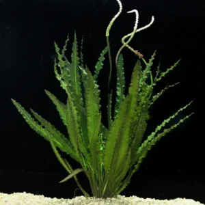 Aponogeton Crispus - Small