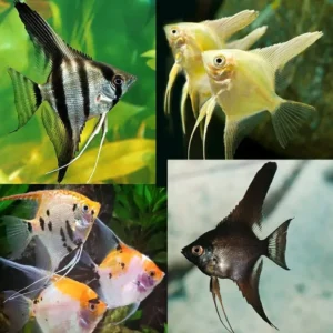 Assorted Angelfish 3.5cm