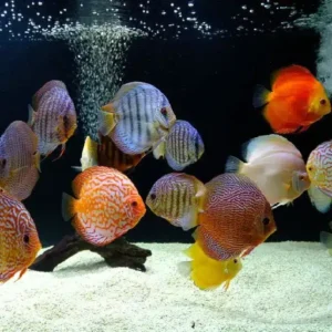 Assorted Malysian Discus 12cm