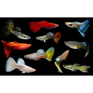 Assorted Male Guppy
