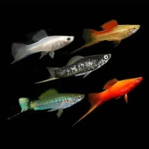 Assorted Swordtail 5cm