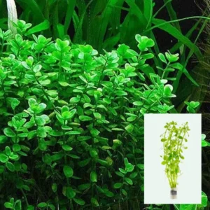 Bacopa Monnieri Bunch