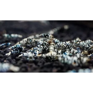 Black Fancy Tiger Shrimp