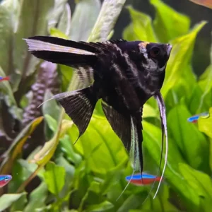 Black Marble Angelfish 3.5-4cm