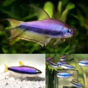 Blue Emperor Tetra 3.5-4cm
