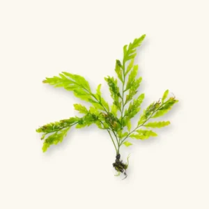 Bolbitis Heudelotii (African Water Fern)