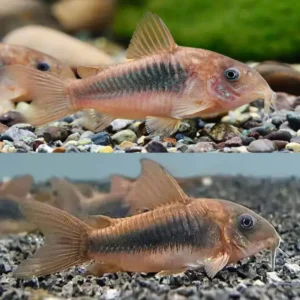 Bronze Corydora 3.5cm