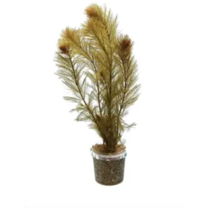 Bronze Milfoil Pot