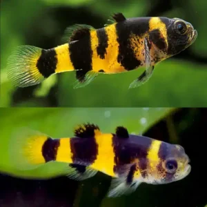 Bumble Bee Goby 2.5cm