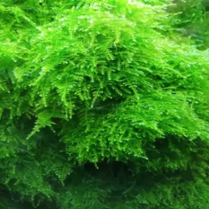 Christmas Moss - Small Tub