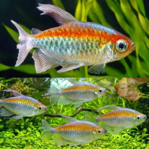 Congo Tetra 4cm