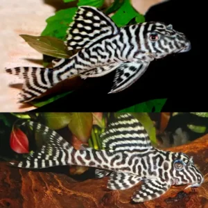 L066 White King Tiger Pleco 3/4cm