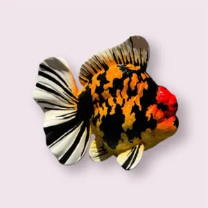Large Orange & Black Oranda Statue