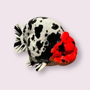 Large Red Head Cow Ranchu Statue