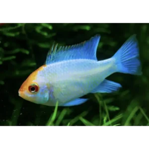 Platinum Gold Head Ram 4cm