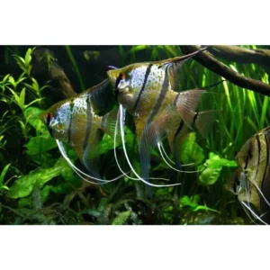 Rio Nannay Wild Peru Altum